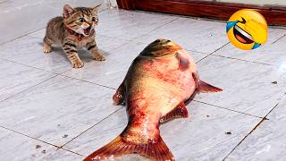 Try Not To Laugh 😂 Funniest Cats & Dogs 2026 | Funny Animal Videos #8