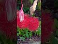 #fireworks #flowers 🐦‍🔥🐦‍🔥🐦‍🔥🐦‍🔥🐦‍🔥🐦‍🔥🐦‍🔥🐦‍🔥