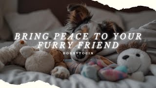 Helping Your Dog Relax: Simple Strategies for Reducing Stress