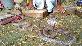 Amazing Performance Of Snake-Charmer With Dangerous King Cobra | Real Snake Game screenshot 5