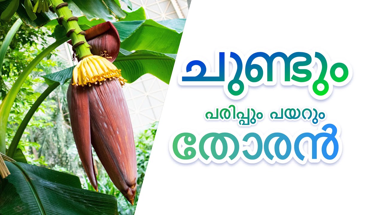 chundu-thoran-banana-flower-stir-fry