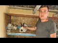 Crescatorie Iepuri  Californian Gabi(LxIepuri)-Braila- Farm Rabbits 2020 Romania-Lapins,kroliki