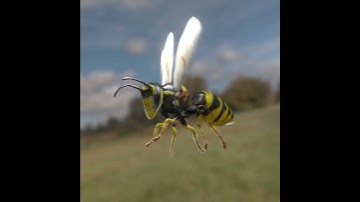 3D WASP ANIMATION (blender)