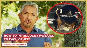 How To Introduce Two Dogs To Each Other! | Leader of the Pack