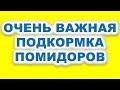 Чем подкормить томаты, чтобы получить большой урожай помидоров. Чудо удобрение своими руками