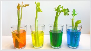 STEAM Activity Color Changing Celery Experiment