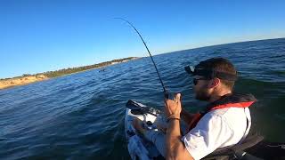 Port Phillip Bay Snapper Fishing In 3m Of Water!