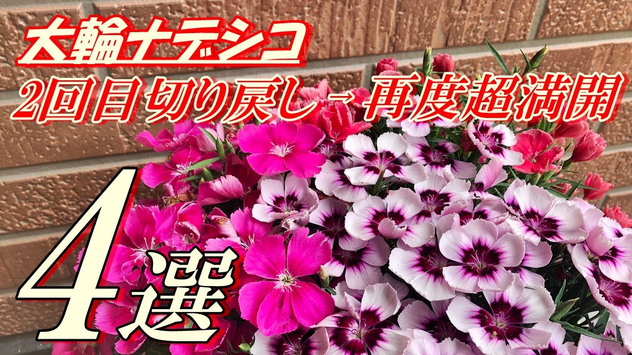 Flowers] How to Grow Large-Flowered Dianthus - Second Pruning