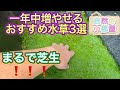 【水草を増やす方法】ショートヘア異常繁殖・おすすめ水草3選