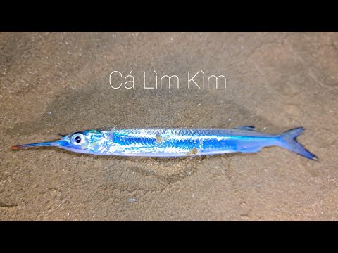 Vớt cá lìm kìm khi triều xuống (Catch Halfbeak)