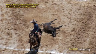 Veterinarians Reject Animal Abuse
