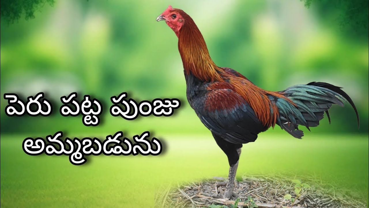 #KVR BREEDES#thanks to all 🙏#bhimavaram chicks#peru cross chicks#chicks#patta punju#birds#chicken