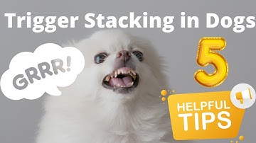 Trigger Stacking in Dogs- How Cumulative Stress Impacts Your Dog