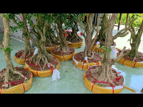 Video Nguyệt Quế lá xoắn, Kim Quýt - giá hữu nghị 2/9 (0942... - youtube