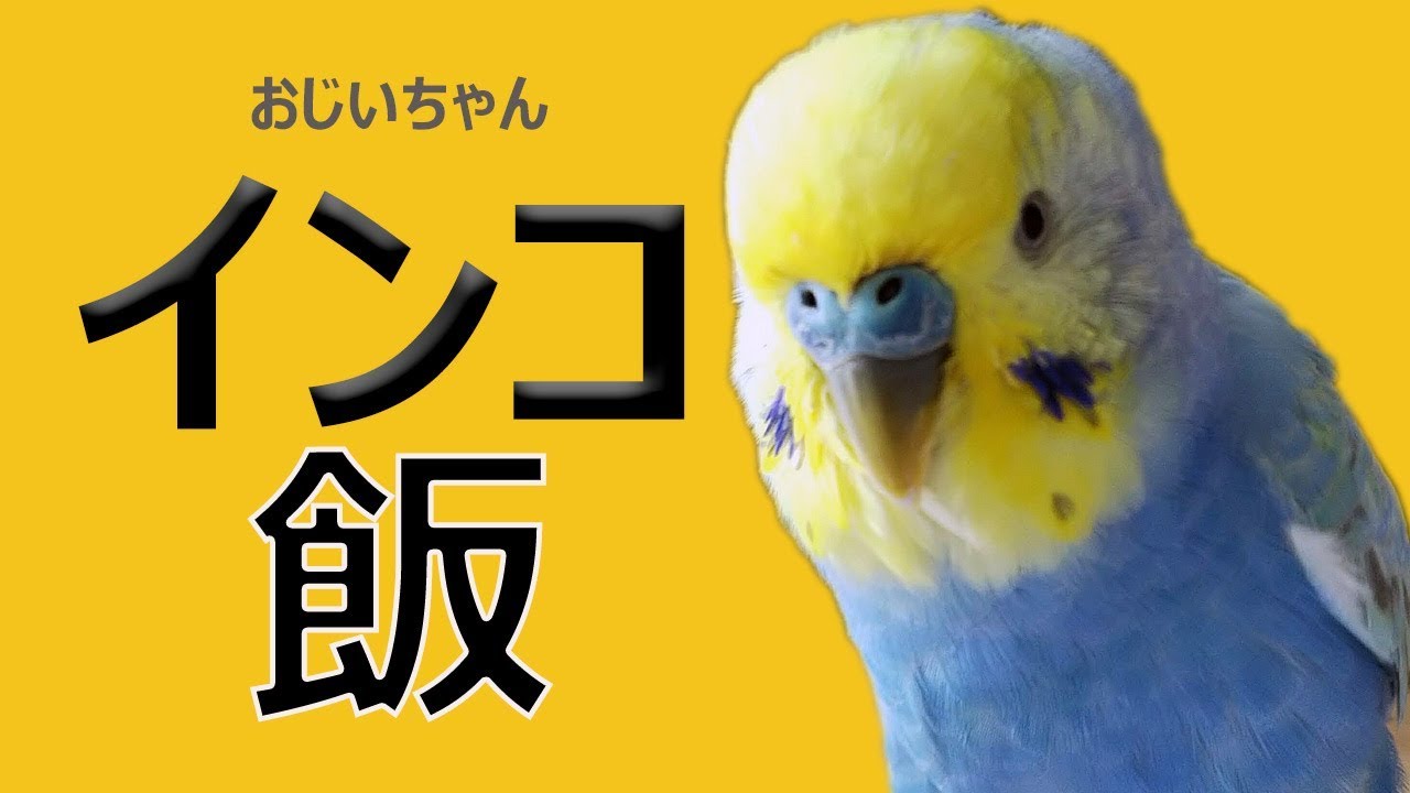 インコ飯《16歳のご長寿おじいちゃんセキセイインコ愛ちゃん日記》16