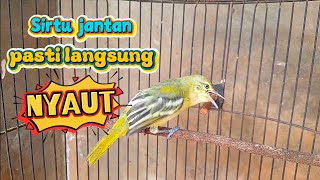 Burung sirtu betina gacor  pancingan bikin sirtu jantan pasti langsung nyaut