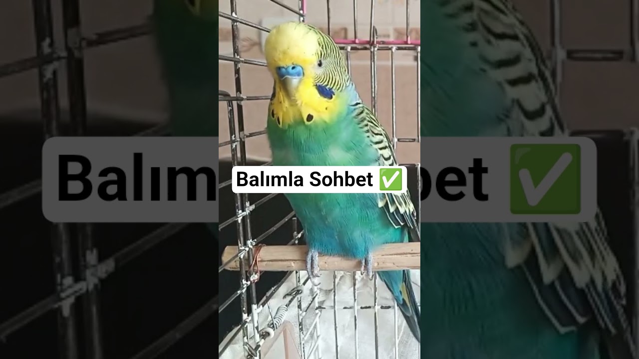 Muhabbet Kuşu Konuşturma - muhabbetkuşu #muhabbetkuşusesi #muhabbetkuşufıstık #konuşankuş