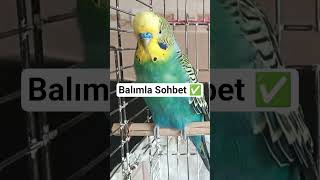 Muhabbet Kuşu Konuşturma - Muhabbetkuşu Şusesi Şufıstık Şankuş