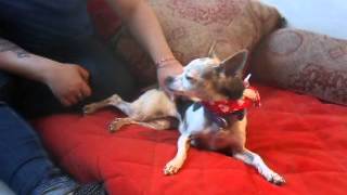 Teensy - Adorable Rat Terrier mix with cow spots, loves to cuddle is for adoption