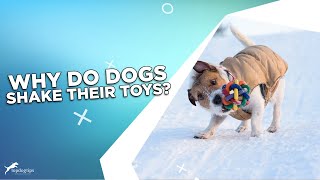 Why Do Dogs Shake Their Toys?