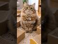 猫との暮らし「手放して良かったこと」ベスト3 #Shorts