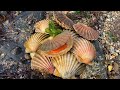 Coastal Foraging for Scallops - Cockles, Clams and Crabs - Delicious Beach Cook up
