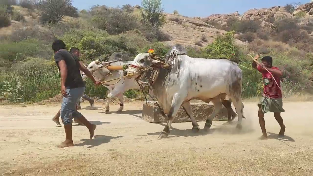 చెర్లోపల్లి న్యూక్యాటగిరి విభాగం 4వ జత నాగేశ్వర్ రెడ్డి కోమలి&pr పల్లి శ్రీరాములు గారు 