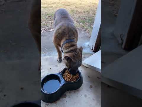Video: Sarcoptic Mange bei Hunden