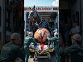 Emergency Rescue Pregnant Black Horse In Distress Humanity Animals Horse Pets Rescueanimals 
