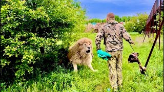 видео: ОЧЕНЬ ЭКСТРЕМАЛЬНО!! Белый лев ПОШЕЛ В АТАКУ на Олега Зубкова и пришлось применять тапок и полотенце картинка: ОЧЕНЬ ЭКСТРЕМАЛЬНО!! Белый лев ПОШЕЛ В АТАКУ на Олега Зубкова и пришлось применять тапок и полотенце