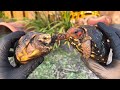 Redfoot tortoise vs cherryhead tortoise what is the difference ?
