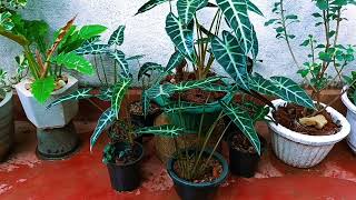 Alocasia plant report & propagate 🌿👍🍀indoor plant #viralvideo