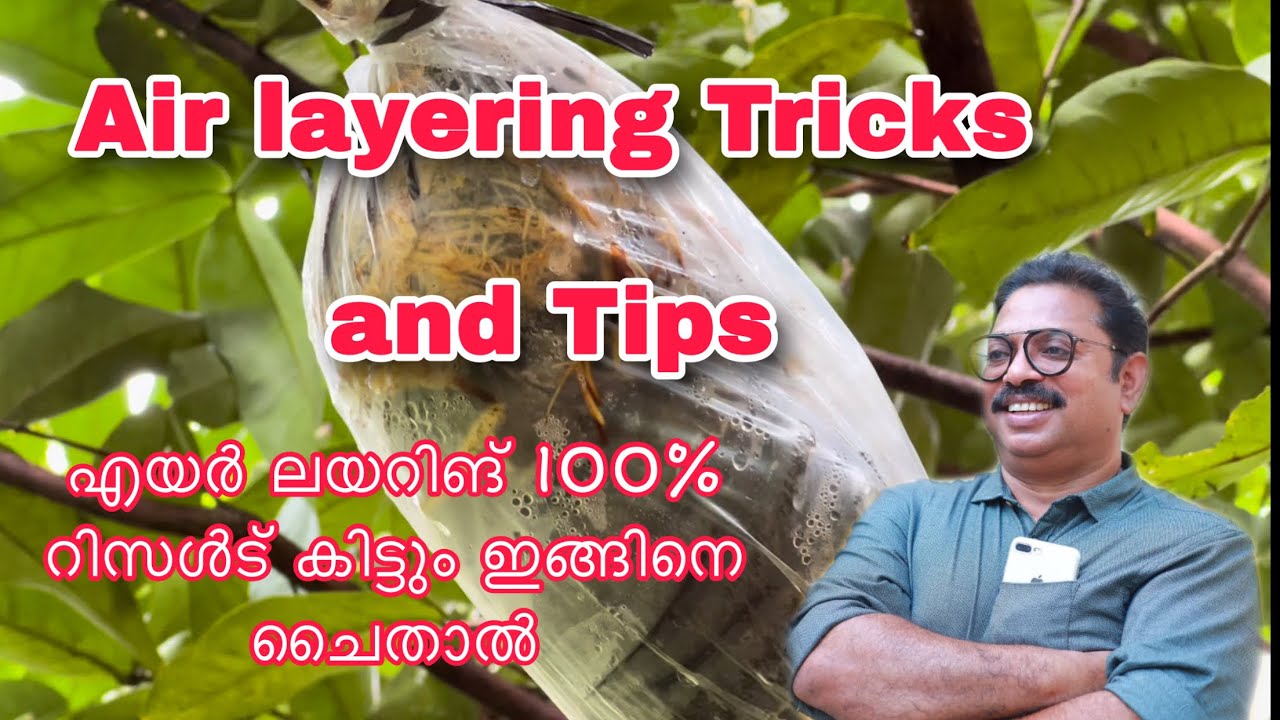 AIR LAYERING TRICKS AND TIPS എയർ ലയറിങ് 100% റിസൾട് കിട്ടും ഇങ്ങിനെ ചൈതാൽ