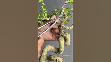 The Art of Tree Shaping