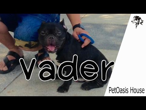 (vader) เริ่มต้นสอนให้ french bulldog มีสมาธิและสนใจเจ้าของ