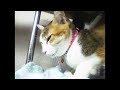 🐾この子たちが待っているのは「ずっとの家族」|保護猫シェルタージオラマ食堂