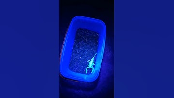 Scorpions glow under UV Light! 💙✨️🔦 #mystery #strange #scorpion #science #discovery #nature #crazy