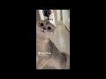 8 month old kitten cat Pepper being cute (shorts compilation)