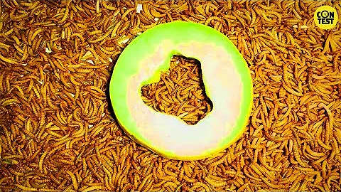 Mealworms vs melon time lapse [4k]/10000 mealworms eating amazing melon/mealworms time lapse