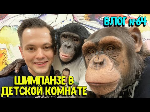 Что будет если отвести Шимпанзе в детскую комнату?