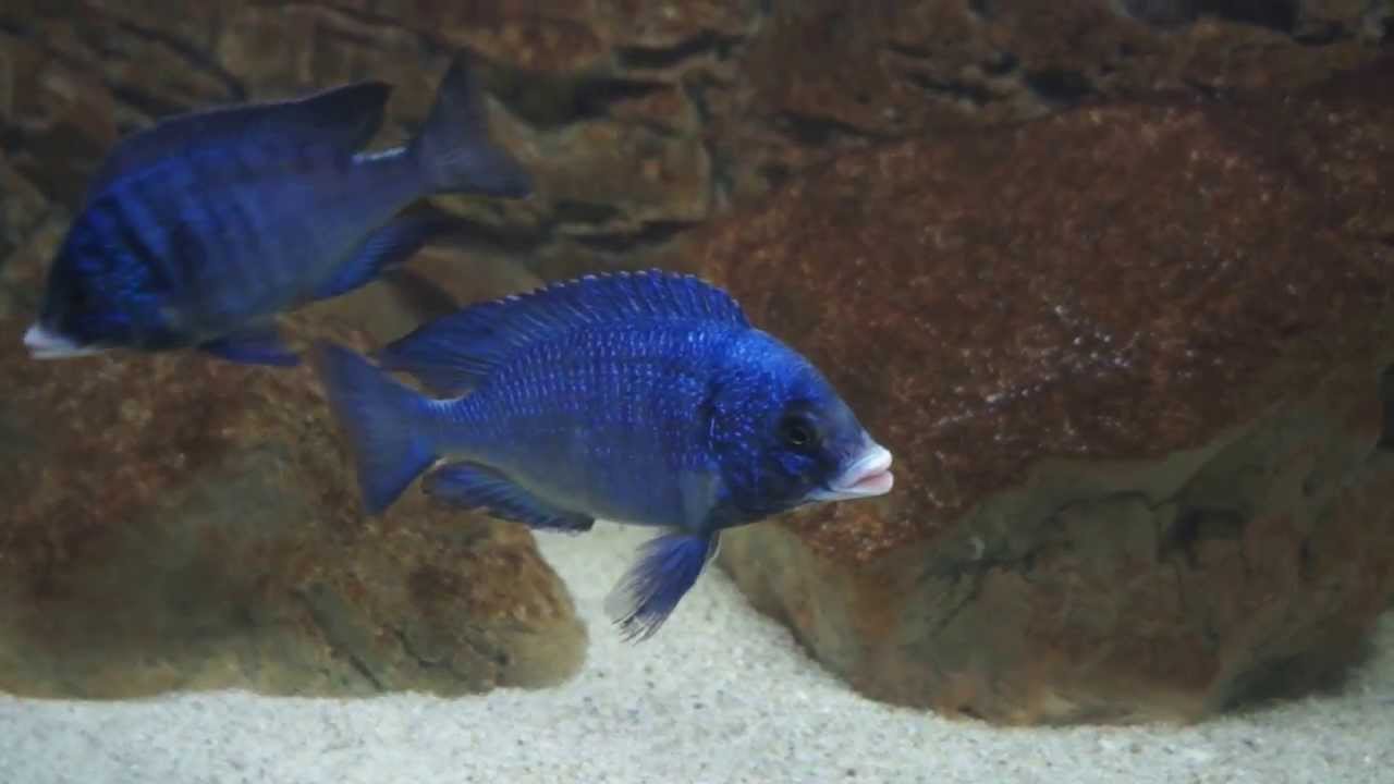 Placidochromis Phenochilus Mdoka White Lips