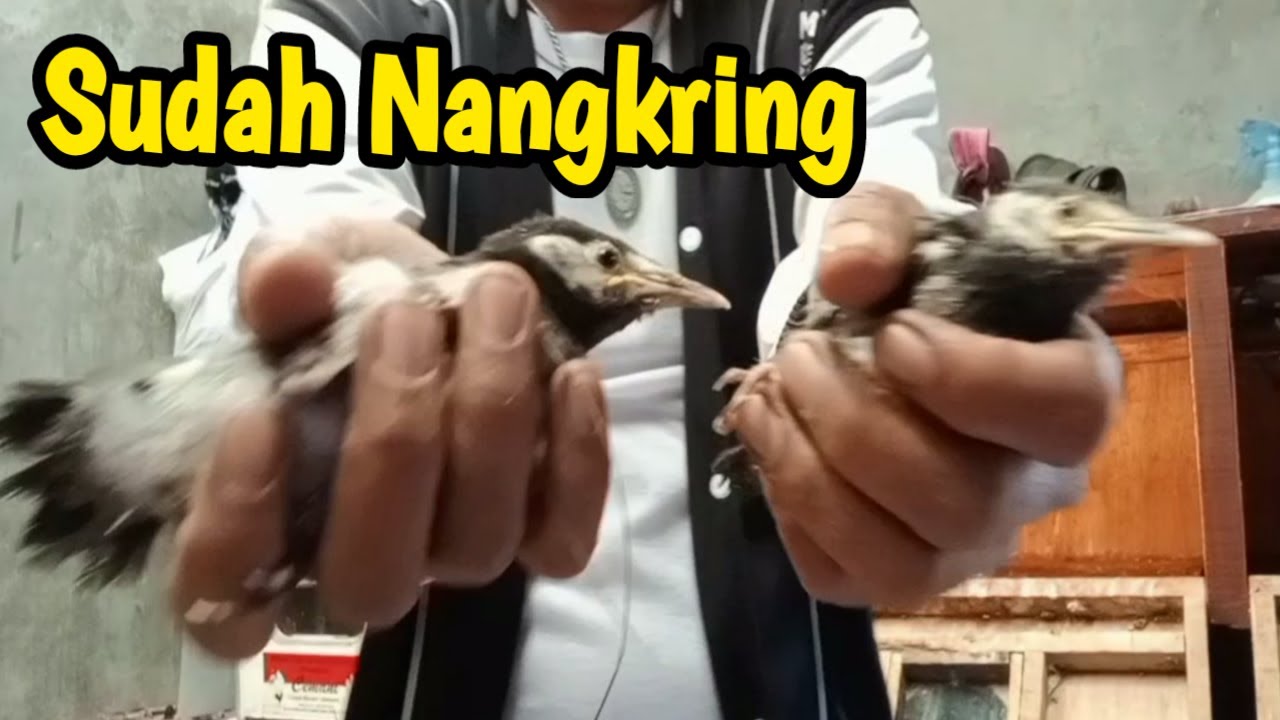 ANAKAN JALAK SUREN SUDAH NANGKRING SAATNYA KELUAR BOX LOLOH @Ternakburung @SukamdiChannel