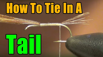 How To Tie in a Tail - Fly Tying Basics For Beginners - Tips and Tricks