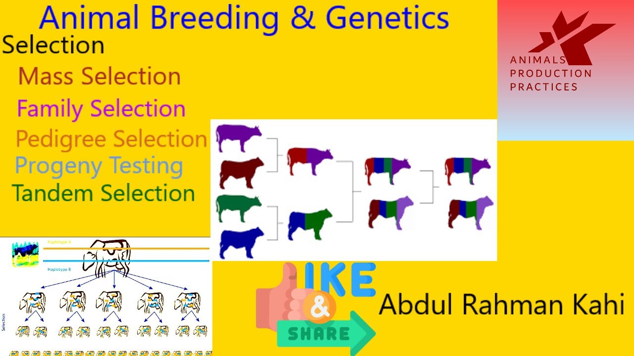 Principles Of Selection Animal Husbandry Animal Breeding Genetics Principles Of Selection Animal Husbandry Animal Breeding Genetics