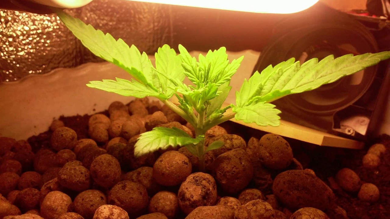 Sensi Skunk Autoflower (Seed To Harvest)