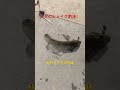 ハゼのシェイク釣法!ハゼを覚醒させる釣れすぎ注意の爆裂モード