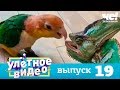 Улетное видео | Выпуск 19