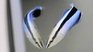 Tiny Fish Demonstrates Self-Awareness, Challenging Intelligence Boundaries