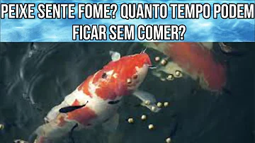 Como saber quando o peixe está com fome?