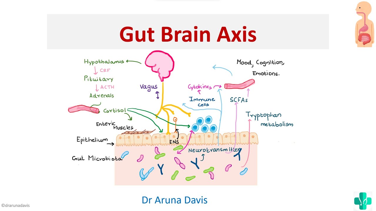 Gut Brain Axis | Physiology | First year MBBS